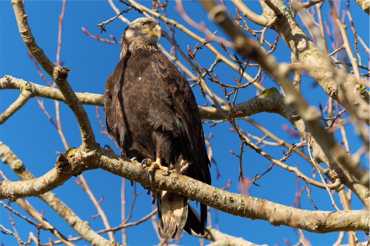 0128 young eagle 2